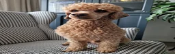 Miniature Poodle dogs for stud: KC DNA tested proven RED miniature poodle stud in Manchester - Advert 10