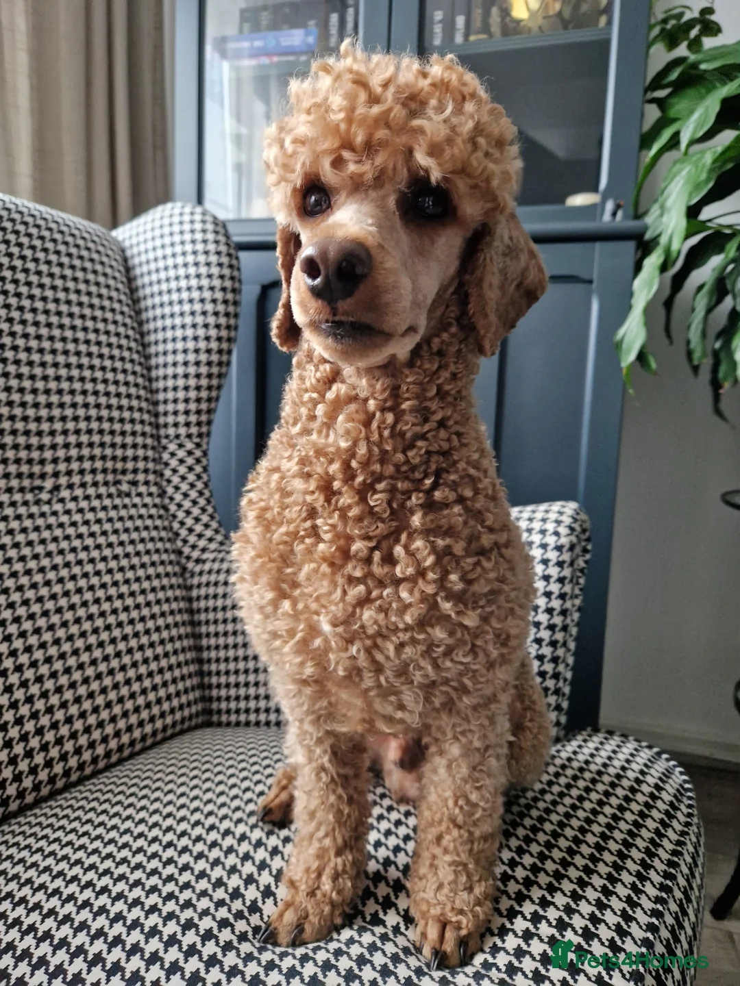 Miniature Poodle dogs for stud: KC DNA tested proven RED miniature poodle stud in Manchester - Advert 10