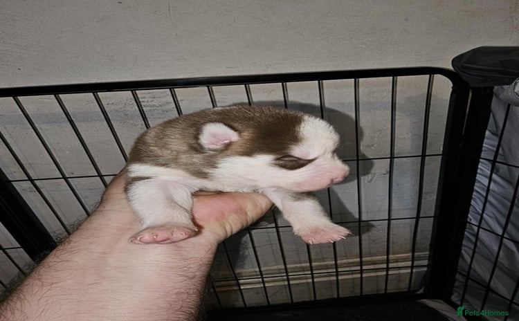 Siberian Husky dogs - Advert 1