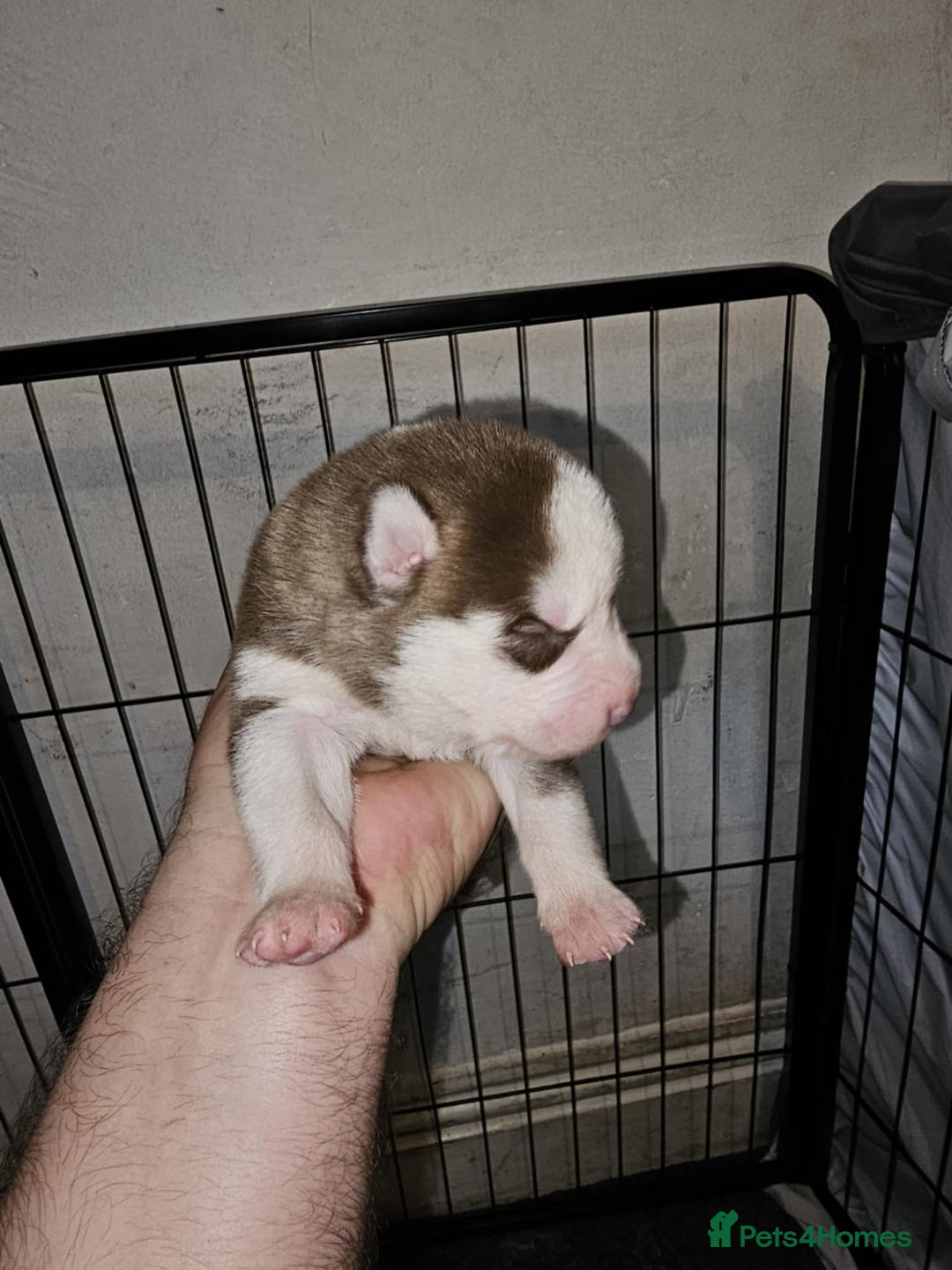 Siberian Husky dogs for sale: Siberian husky puppies  - Image 1