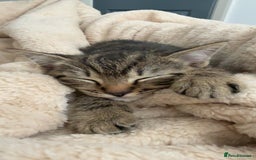 British Shorthair cats for sale: British short haired pedigree cross tabby kittens  - Image 11