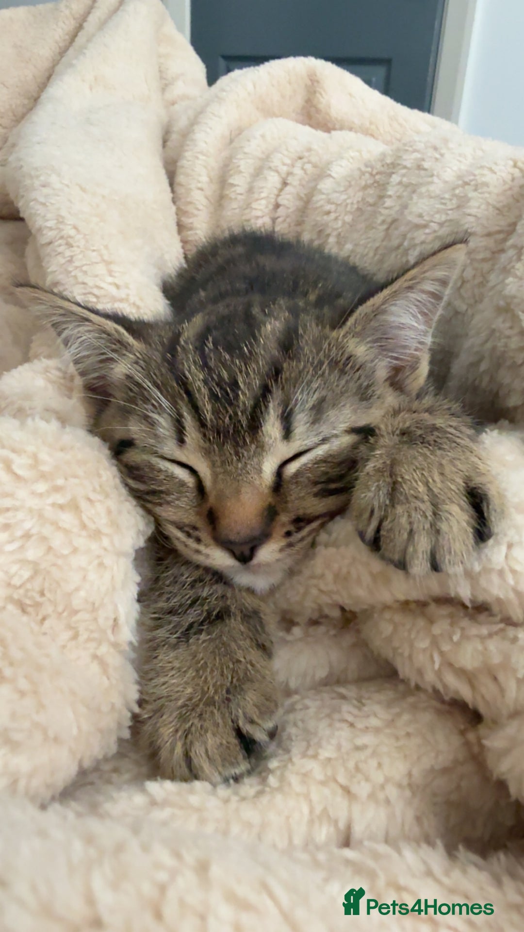 British Shorthair cats for sale: British short haired pedigree cross tabby kittens  - Image 11
