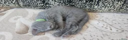 Russian Blue cats for sale: **TICA full pedigree Russian Blue kittens - Advert 10