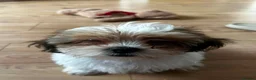 Mixed Breed dogs for sale: Puppy in Perth - Advert 1