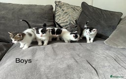 Mixed Breed cats for sale: Ragdoll cross - Image 1