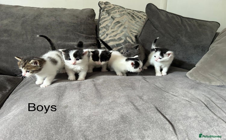 Mixed Breed cats - Advert 3