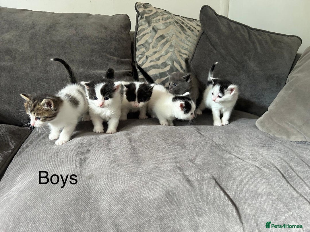 Mixed Breed cats for sale: Ragdoll cross - Image 1