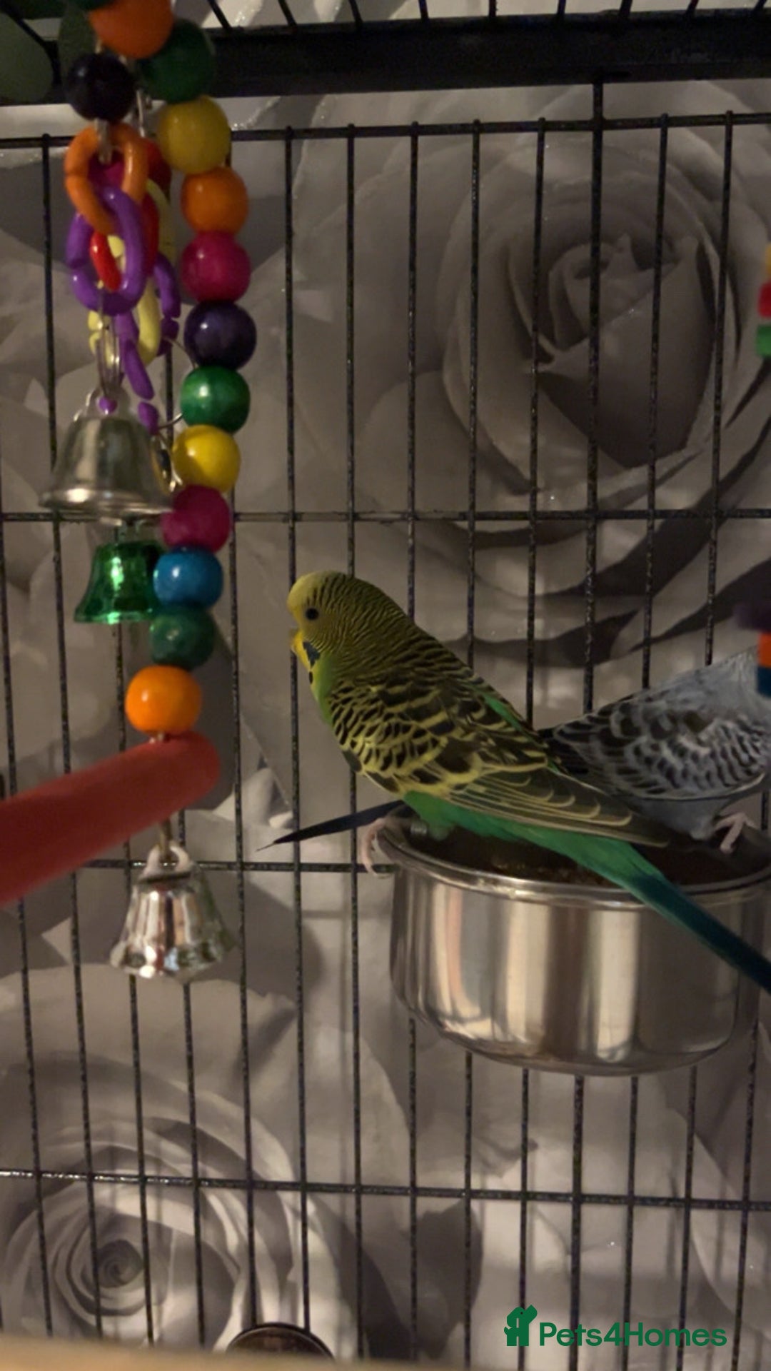 Budgerigars birds for sale: male budgies - Advert 7
