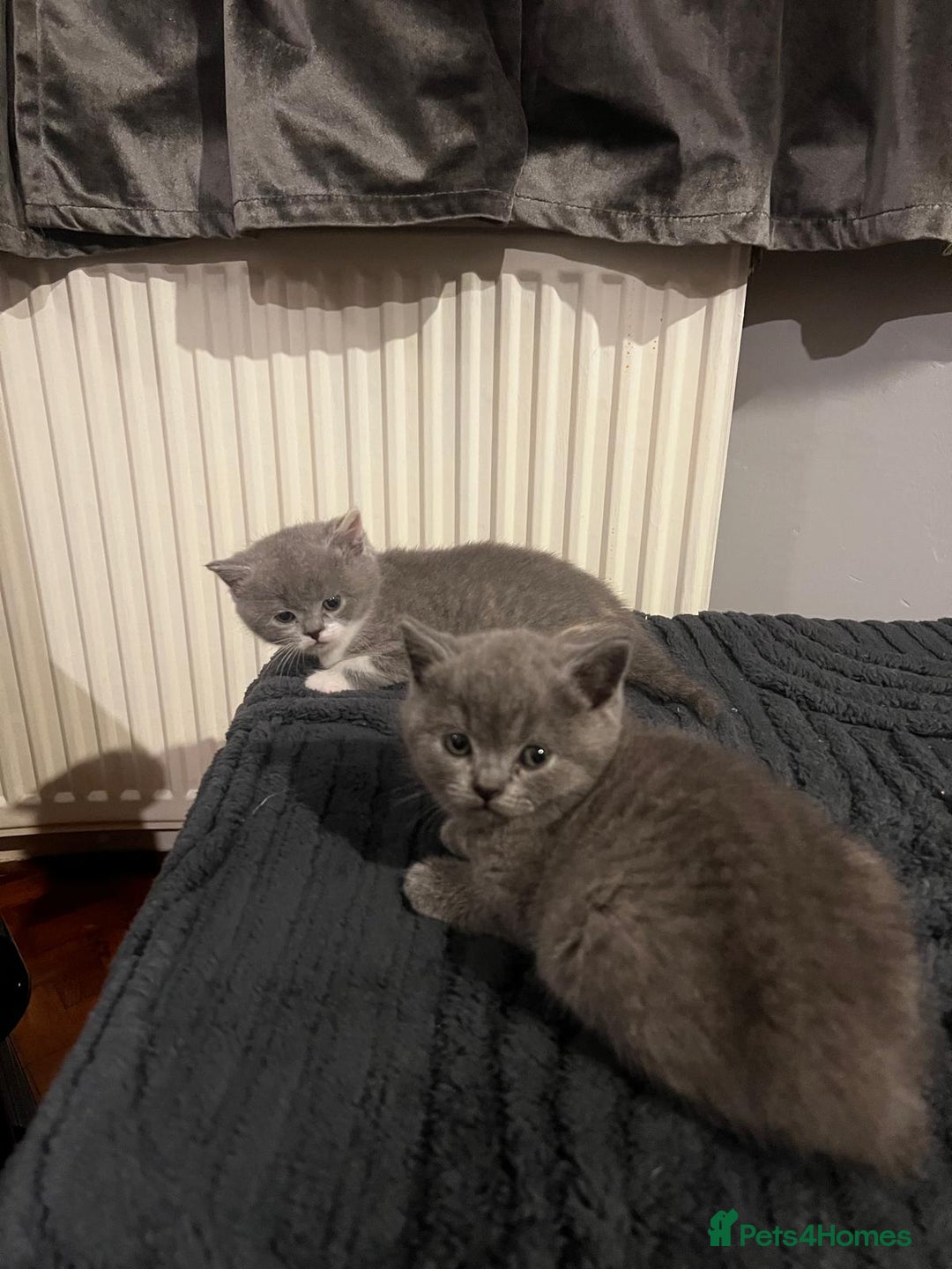 British Shorthair cats for sale: GCCF Registered Championship Line BSH Kittens - Image 6