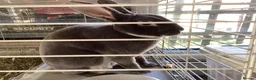 Rex rabbits for sale: Mini re **  in Liverpool - Advert 1