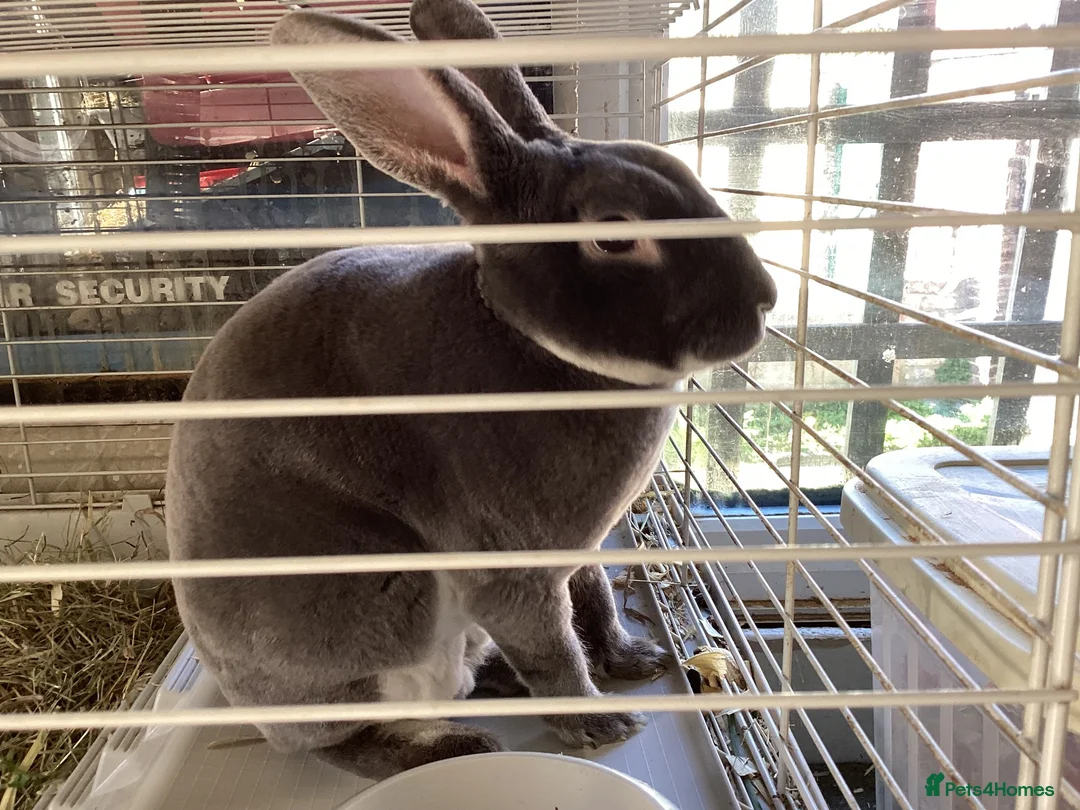 Rex rabbits for sale: Mini re **  in Liverpool - Advert 1