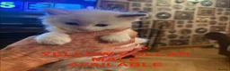 Ragdoll cats for sale: 💙 3 Left! Beautiful Ragdoll Kittens for Sale - Advert 11