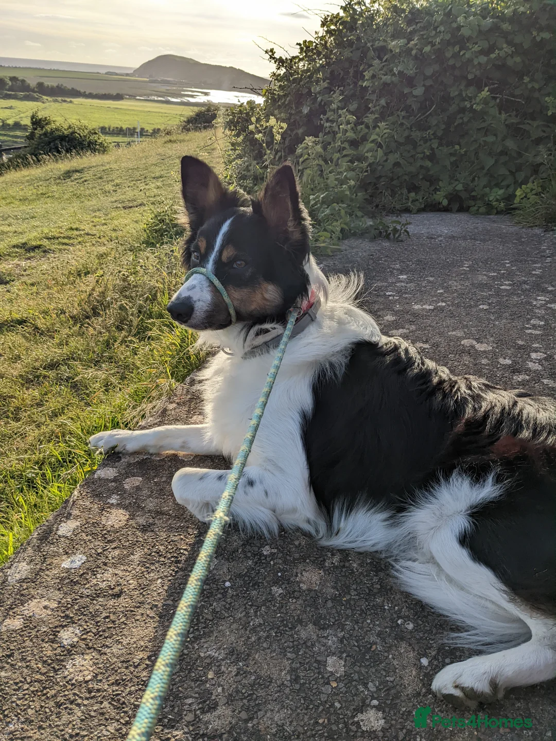 Border Collie dogs for sale: Experienced forever home only  - Advert 15