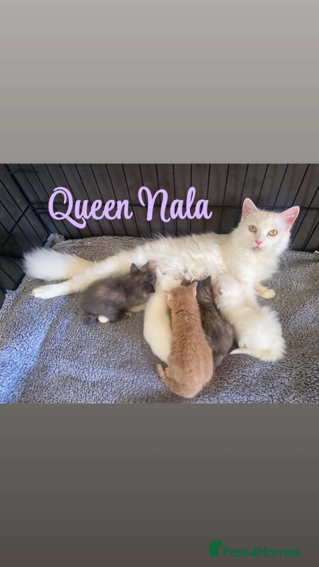 Mixed Breed cats for sale: RARE TURKISH ANGORA KITTENS - Advert 1