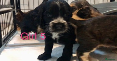 Cocker Spaniel dogs Kc show extensive health tests beautiful colours - Advert 6