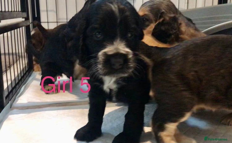 Cocker Spaniel dogs Kc show extensive health tests beautiful colours - Advert 2