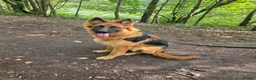 German Shepherd dogs for sale: German Shepherd Pup  - Advert 5