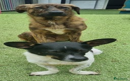 Mixed Breed dogs for adoption: Kobi - In Ayr Looking for a home  - Image 5