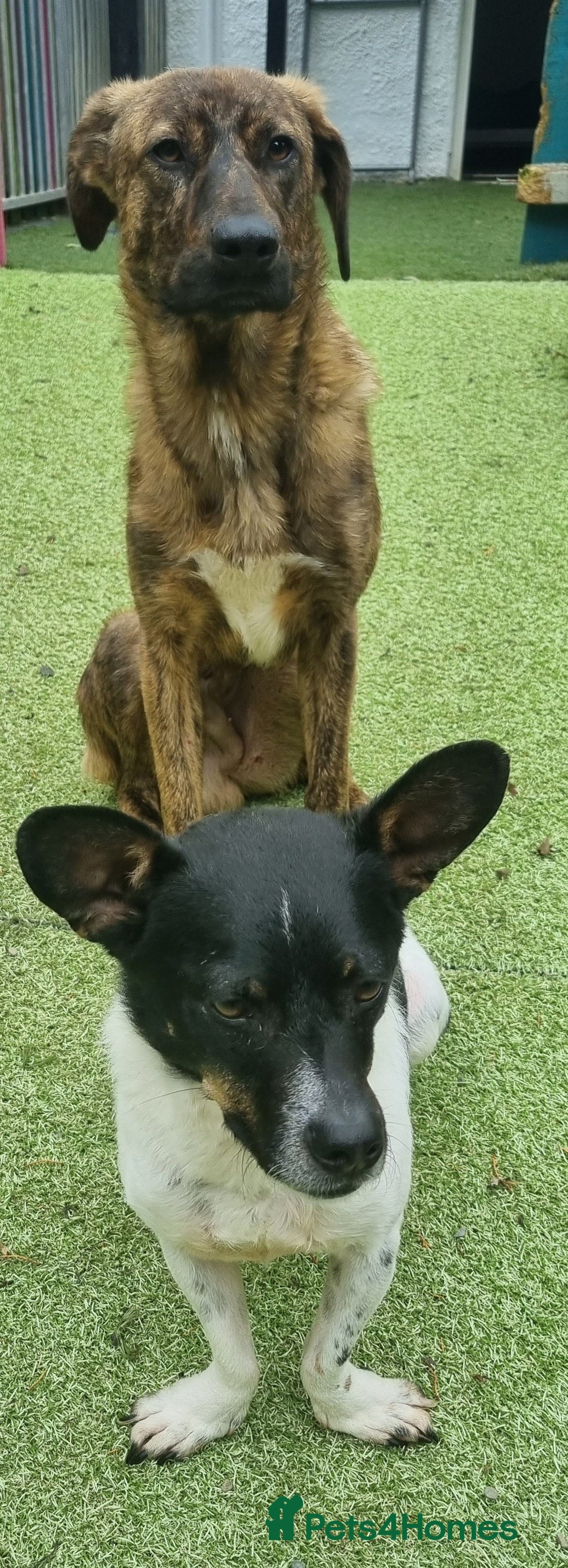 Mixed Breed dogs for adoption: Kobi - In Ayr Looking for a home  - Image 5