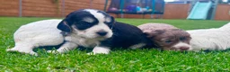 Cockapoo dogs for sale: Beautiful Cockapoo Babies 🐾🐾🐾 - Advert 3