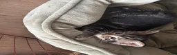 Mixed Breed cats for sale: 1/4 manincoon kittens  - Advert 4