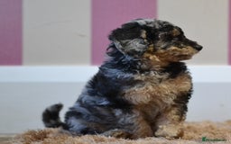 Miniature Poodle dogs for sale: Miniature Poodle Puppies from DNA tested Parents - Image 10