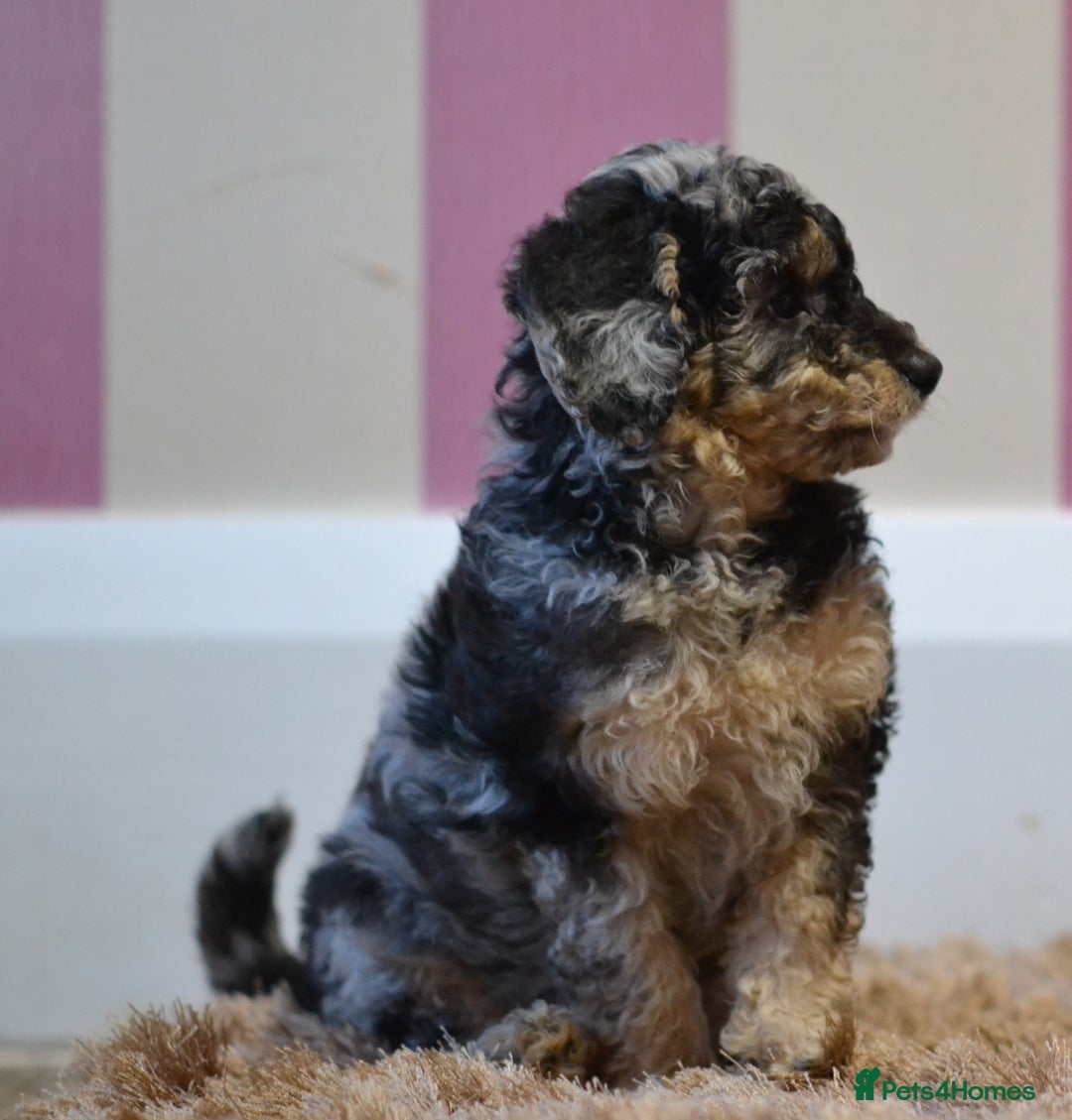 Miniature Poodle dogs for sale: Miniature Poodle Puppies from DNA tested Parents - Image 10