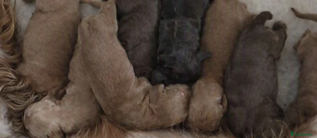 Cocker Spaniel dogs for sale: Fully Injected  Ready Now Kc Reg Show Type  - Advert 12