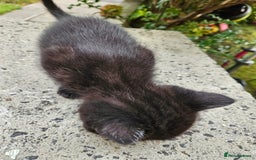British Shorthair cats for sale: 4 lovely kittens - Image 23
