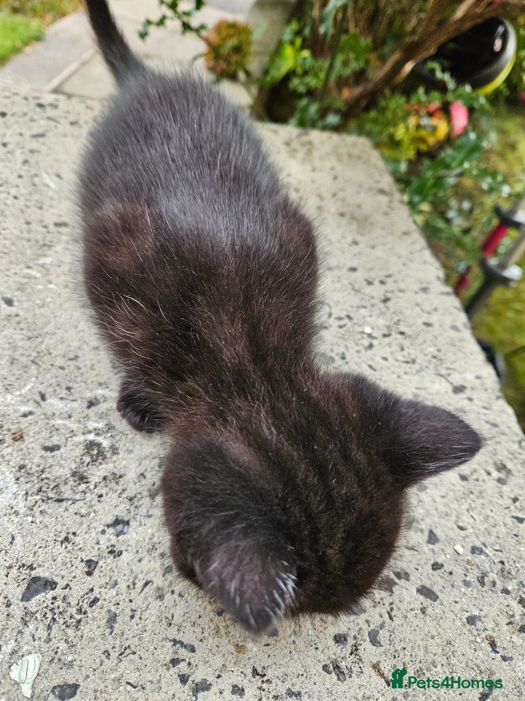 British Shorthair cats for sale: 4 lovely kittens - Image 23