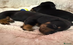Dachshund dogs for sale: Dachshund miniature  - Image 4