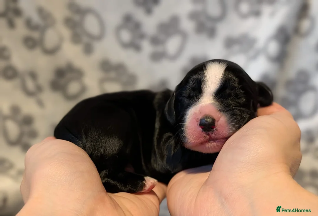 Cocker Spaniel dogs for stud: K C registered - Mr Midnight for Stud in Huddersfield - Advert 13