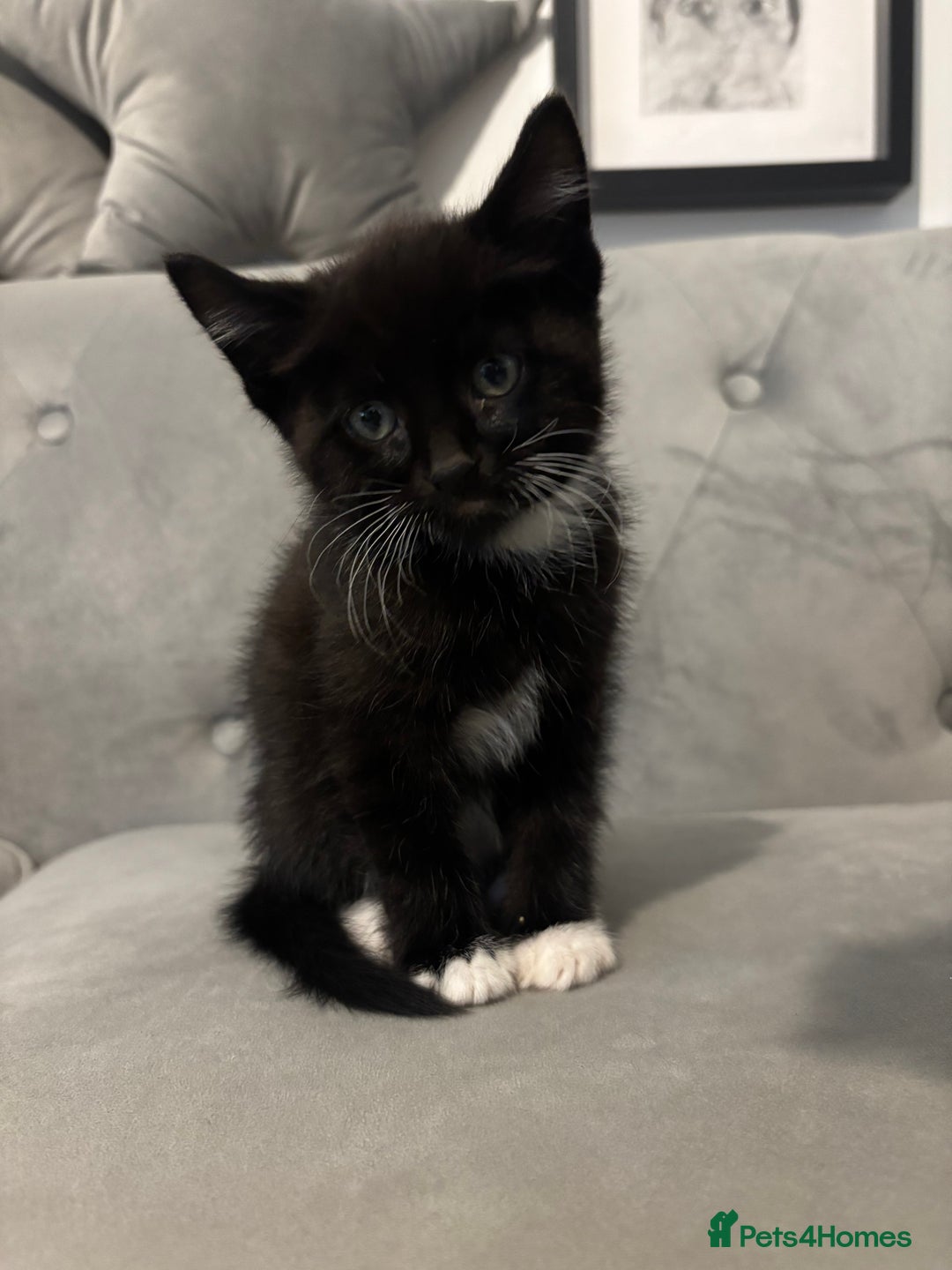 British Shorthair cats for sale: Kittens for sale  - Advert 11