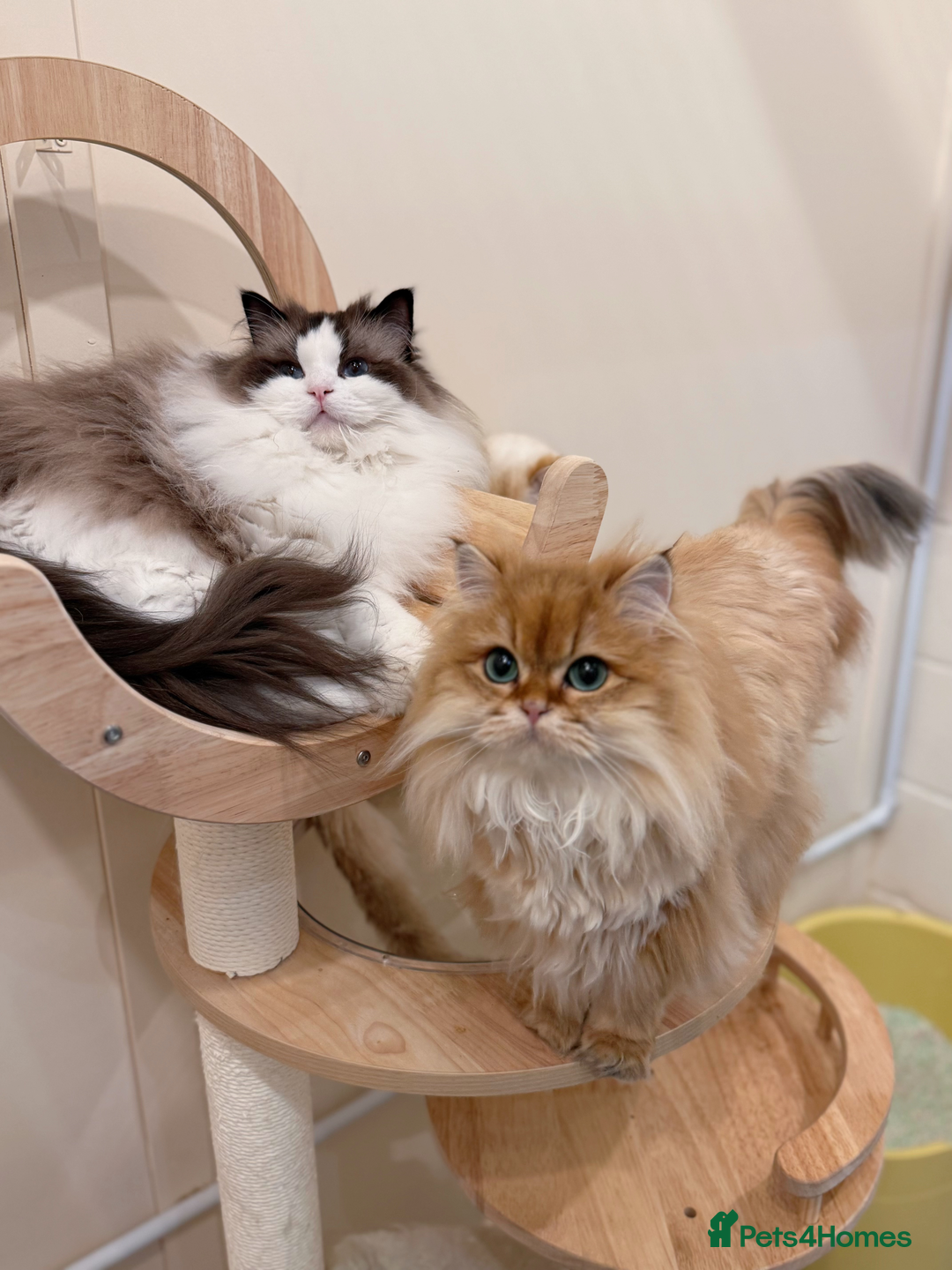 Ragdoll cats for sale: Stunning Ragdoll, BSH & Golden Longhair - Advert 13