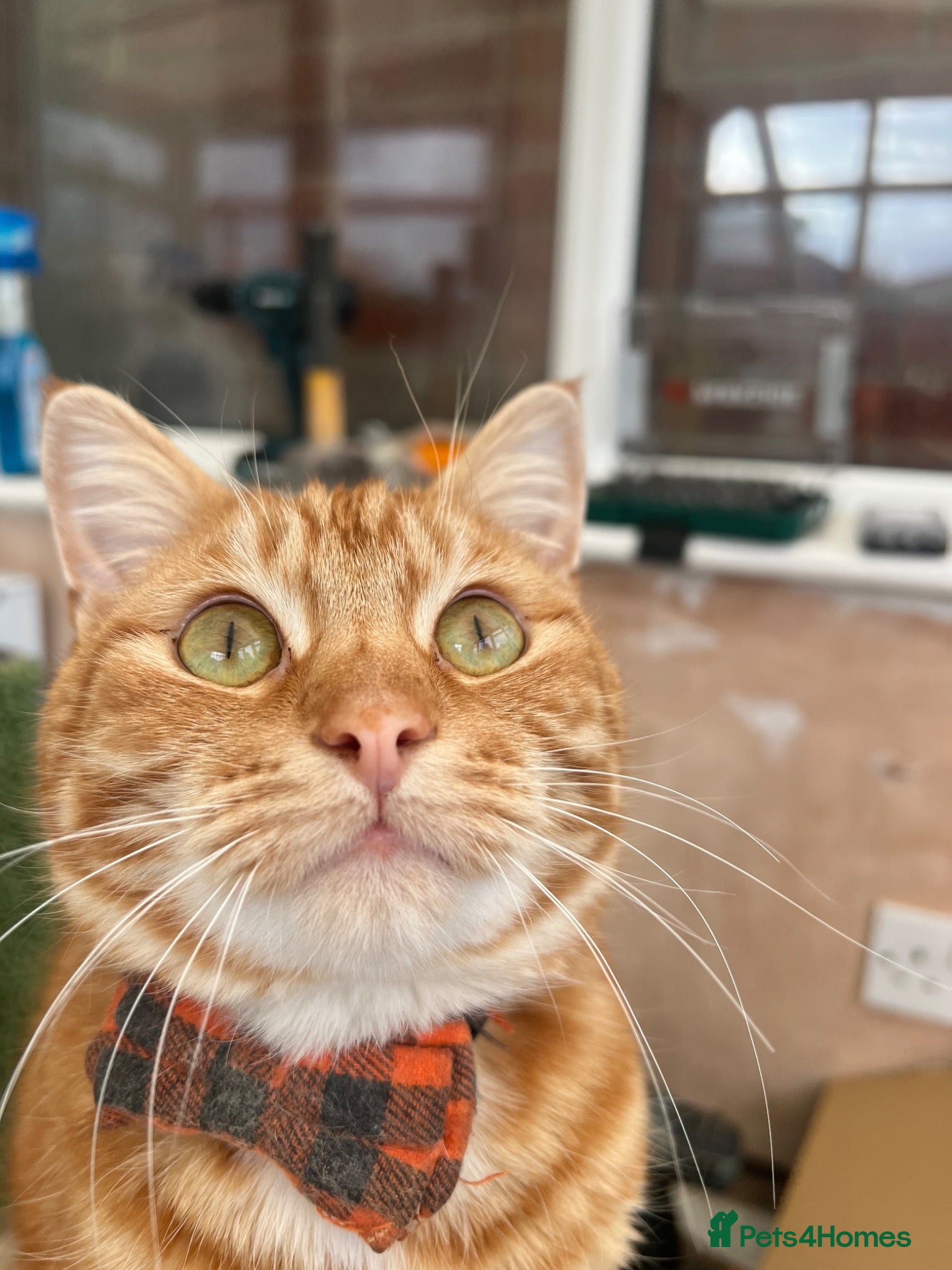 Mixed Breed cats 1 year old male  - Advert 2