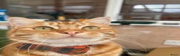 Mixed Breed cats for sale: 1 year old male  - Advert 1