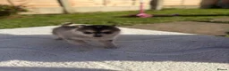 Pomsky dogs for sale: Pomsky puppies  in Birmingham - Advert 3