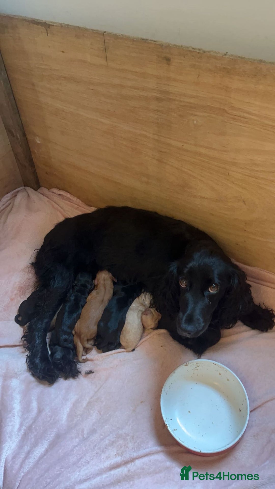 Cocker Spaniel dogs for sale: Kc registered Working cocker spaniel puppies  - Advert 10