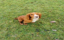 Cocker Spaniel dogs for sale: KC working Cocker Spaniels - Image 11