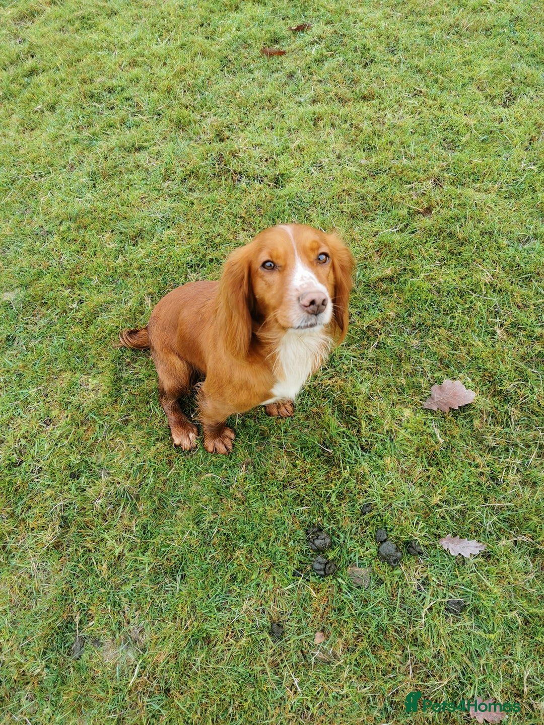 Cocker Spaniel dogs for sale: KC working Cocker Spaniels - Image 11