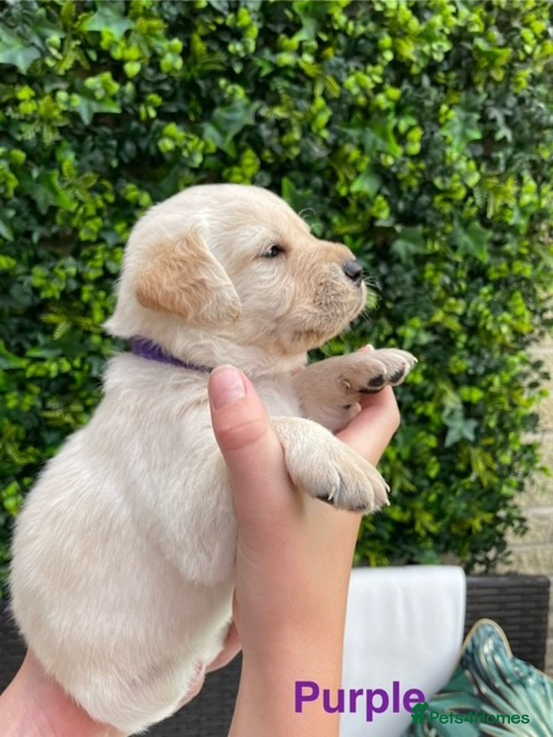 Labrador Retriever dogs for sale: Gorgeous Labrador Puppies for Sale  - Image 10