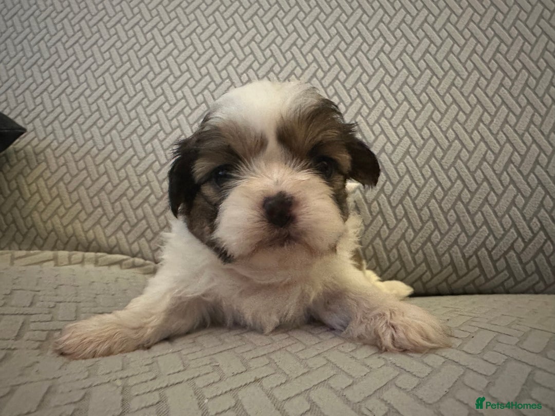 Shih Tzu dogs for sale: Beautiful Shih Zu Puppies  - Image 16
