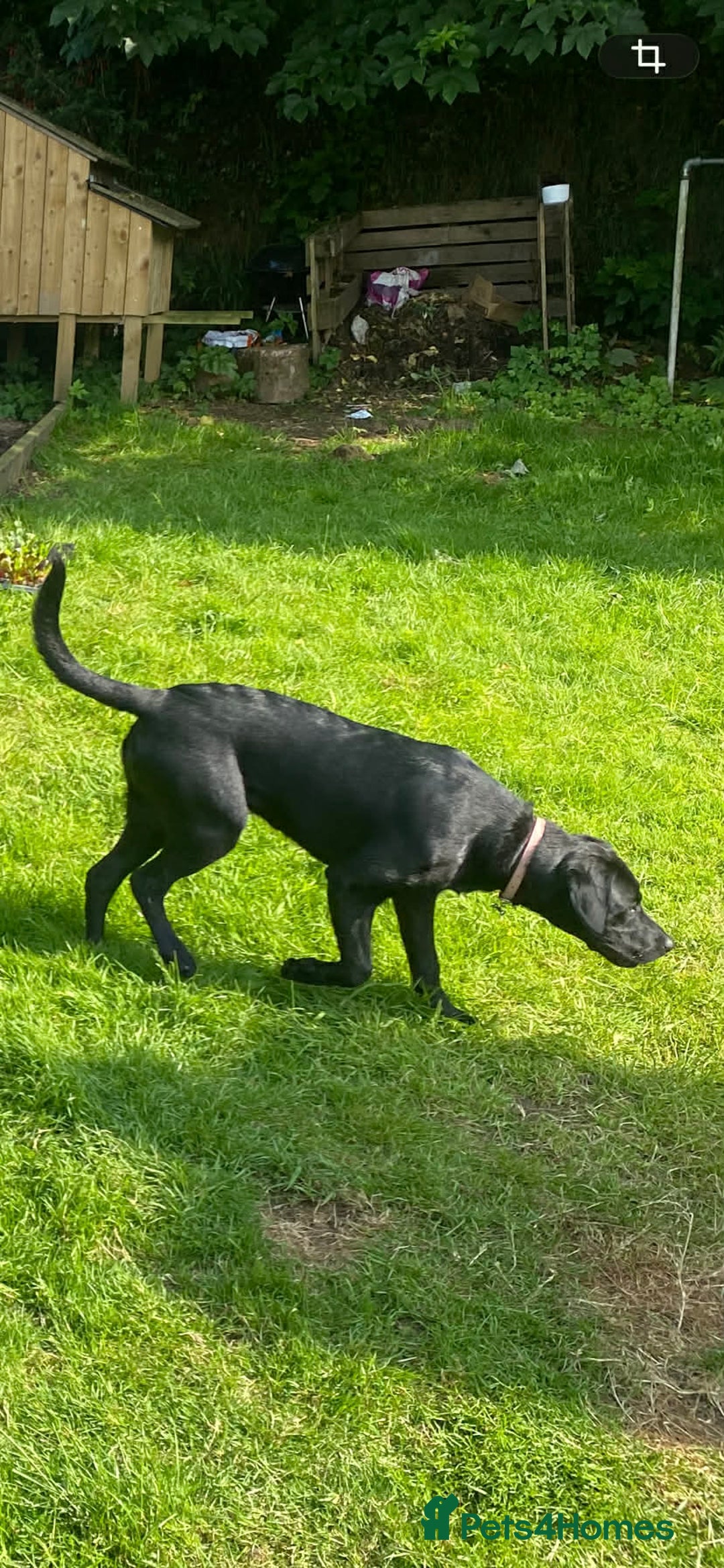 Labrador Retriever dogs for sale: Yellow and black lab puppies - Advert 5