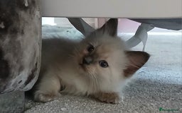 Ragdoll cats for sale: Fluffy ragdoll kittens  - Image 3
