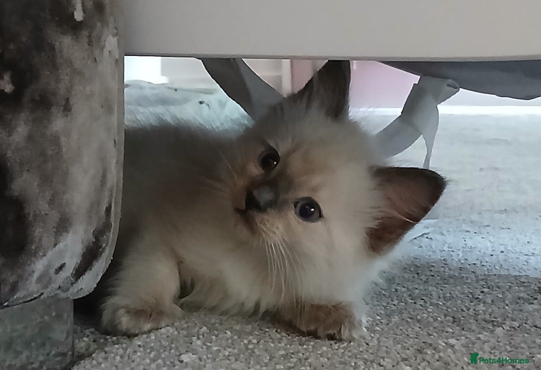 Ragdoll cats for sale: Fluffy ragdoll kittens  - Image 3