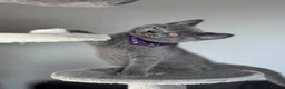 British Shorthair cats for sale: 💙Beautiful Blue British Shorthair Kittens💙 - Advert 7