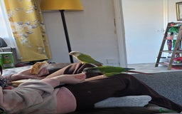 Conures birds for sale: Bonded green cheek couners  - Image 2