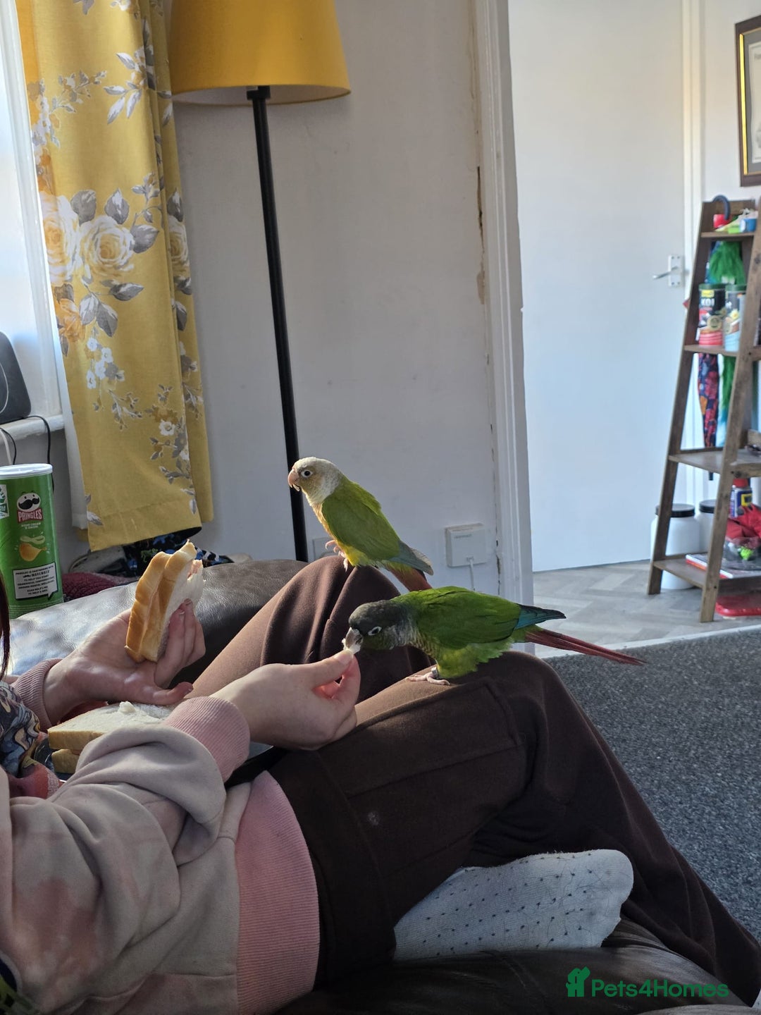 Conures birds for sale: Bonded green cheek couners  - Image 2