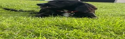 Mixed Breed dogs for sale: Beautiful Cocker Spaniel Mix Puppies for sale - Advert 14