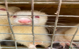Ferret rodents for sale: Ferrets  - Image 6